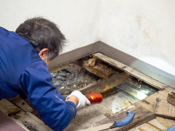 Best Post-Flood Mold Remediation in Warren, OH