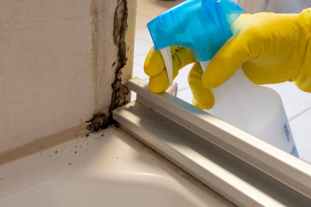 Best Localized Mold Remediation (e.g., coastal areas, humid climates) in Warren, OH