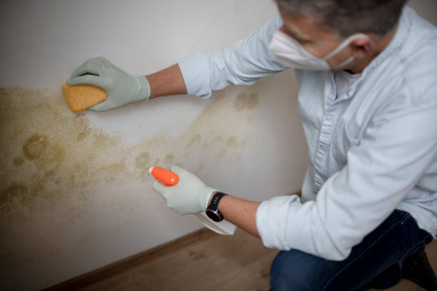 Best Bathroom Mold Remediation in Warren, OH