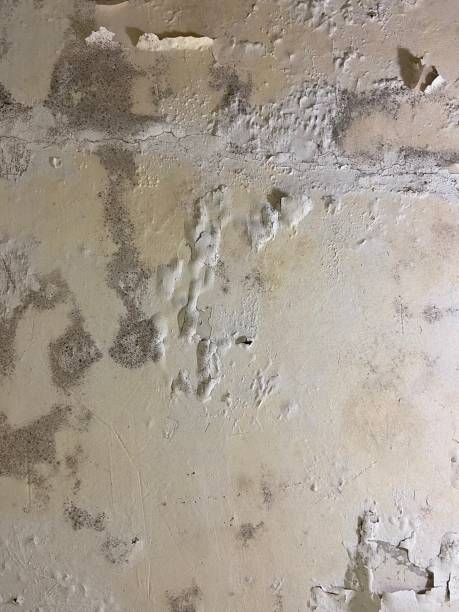 Best Basement Mold Remediation in Warren, OH