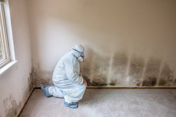 Best Mold Testing and Inspection Services in Warren, OH