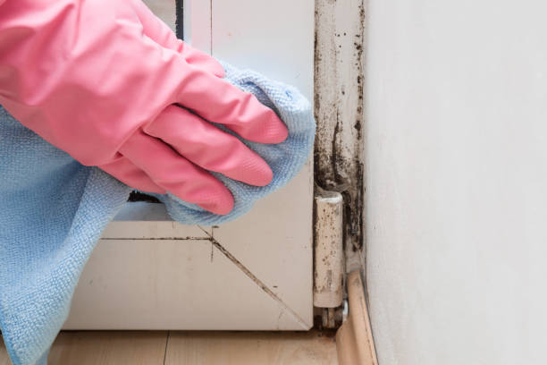 Best Residential Mold Remediation in Warren, OH