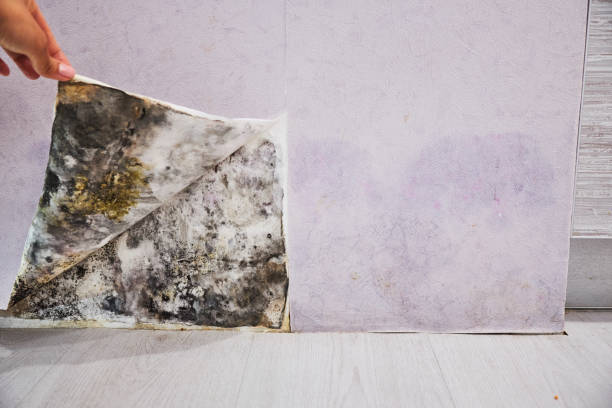 Best Attic Mold Remediation in Warren, OH